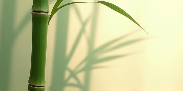 Fine art print titled 'Bamboo Shadow' by Akemi Sato, abstract close-up of bamboo stalks and their shadows.